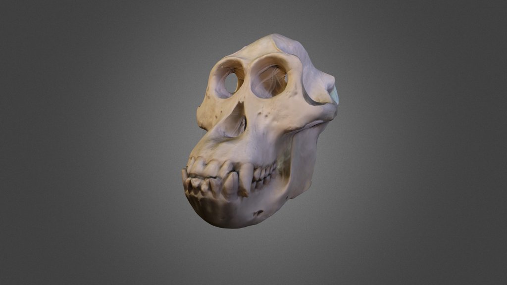 Male Orangutan Skull