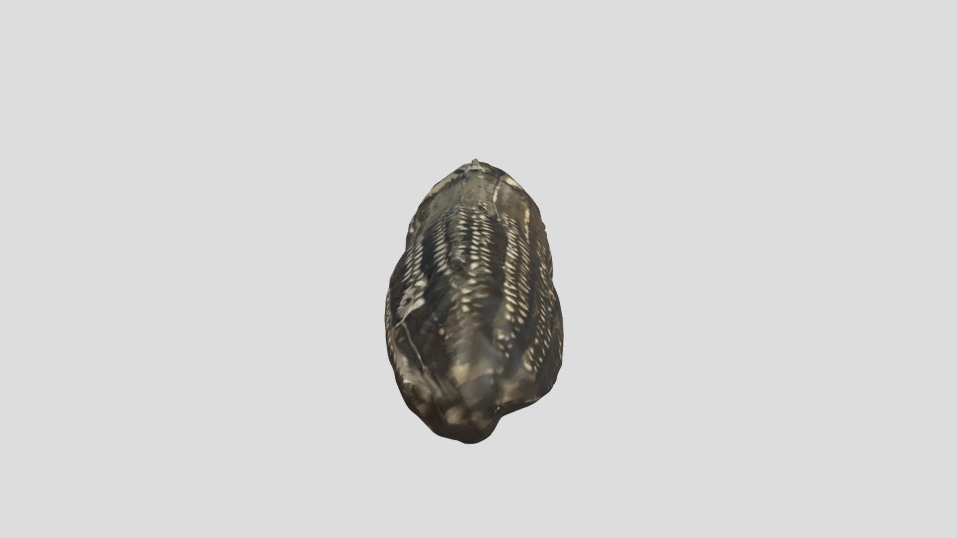 Encrinus liliformis - 3D model by rin209 [8e097d8] - Sketchfab