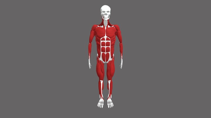 Human Muscles 3D Model