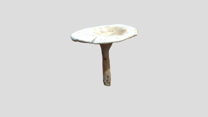 Free Trooping Funnel Mushroom 3D scan 3D Model