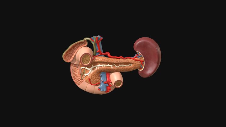 Pancreas & Spleen 3D Model
