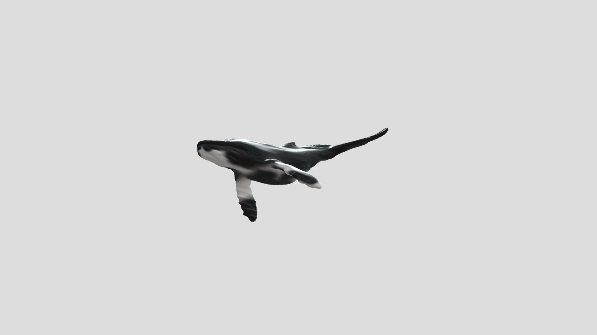 whale