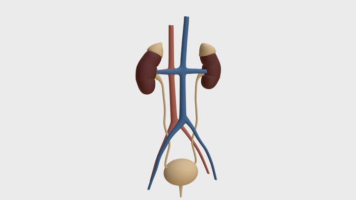 Anatomy - Human kidney and urinary system 3D Model