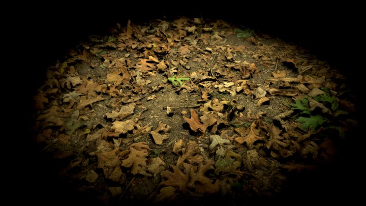 Oak Litter Leaves Forest Floor Trail Photoscan 3D Model