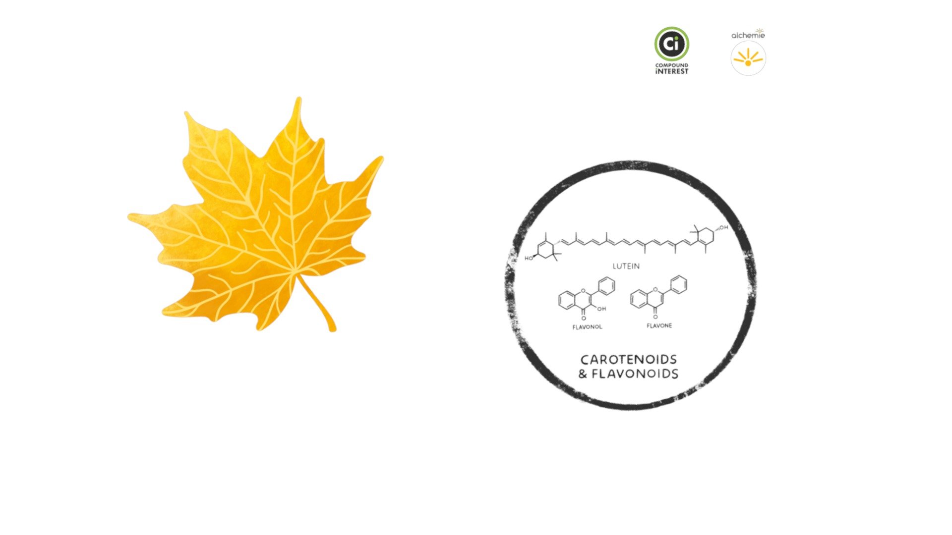 Chemistry of Fall Leaves