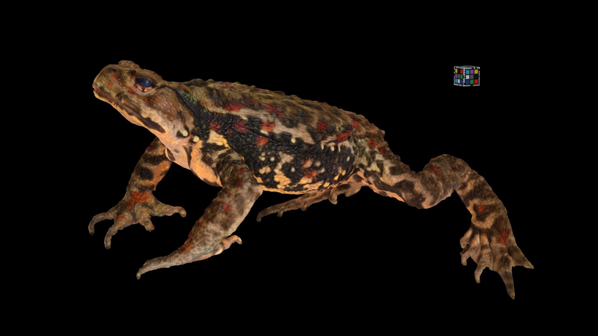 CC0 ナガレヒキガエル 🐸 ♀ Torrent Toad, B. torrenticola - Download Free 3D model ...