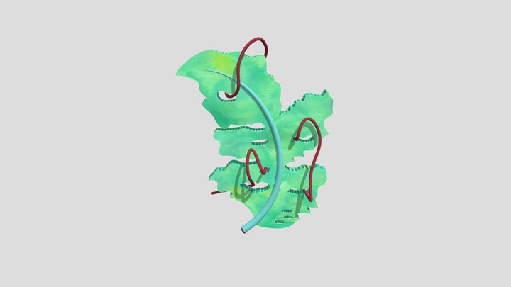 leaf animation Creep Toe 3D Model