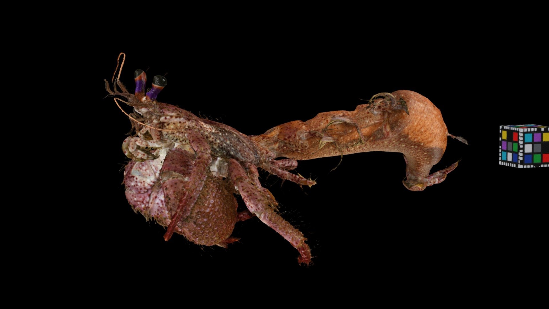 アカボシヤドカリ Sprinkled Hermit Crab, D. aspersus