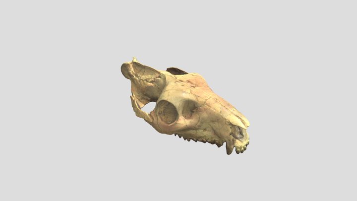 Fossil Oreodont Skull 3D Model