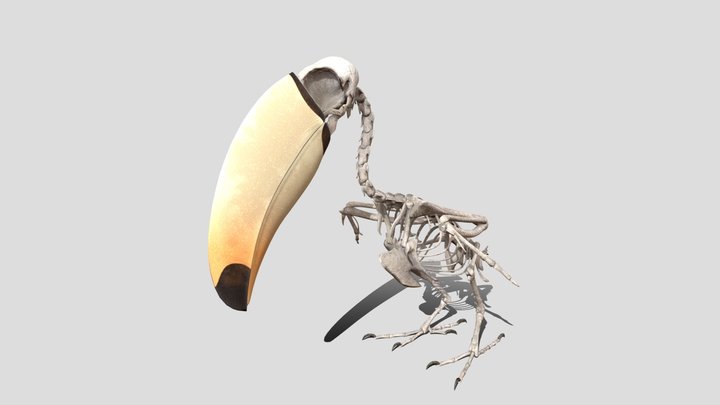Toucan Bird Skeleton 20230420 3D Model