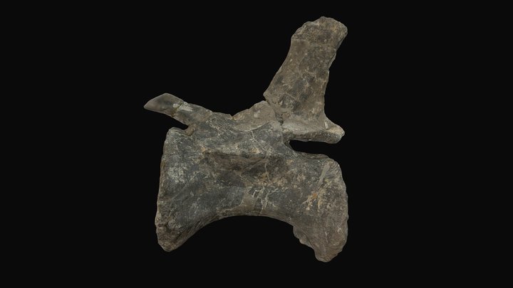 Diplodocus carnegii, caudal vertebra 3D Model