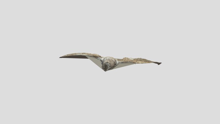 Whooper model 3D Model