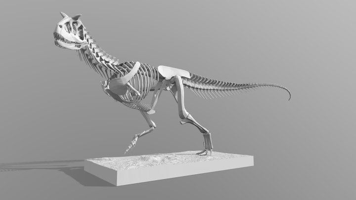 Carnotaurus Skeleton 3D Model