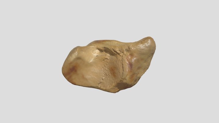 Stellar Sea Lion - Triquetral (R) 3D Model