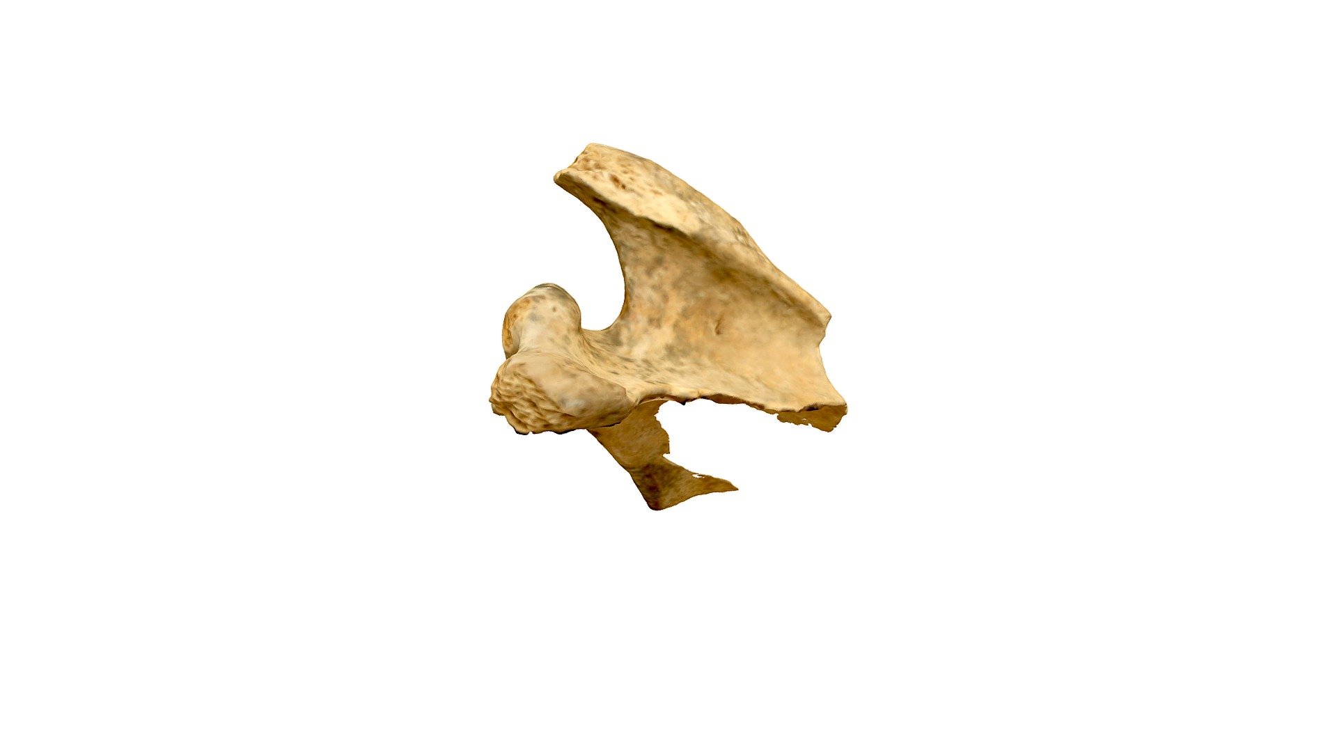 Qasr Hallabat Cistern Scapula 3