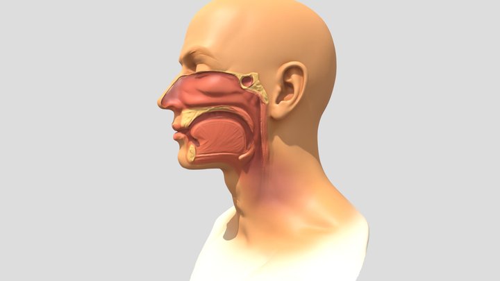 Sinus pada manusia (tampak samping) 3D Model