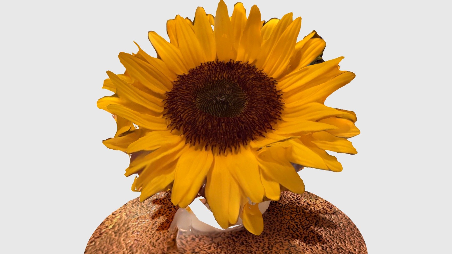 Sunflower - Download Free 3D Model By Moshimoshi.noradesu [8e2ae53 ...