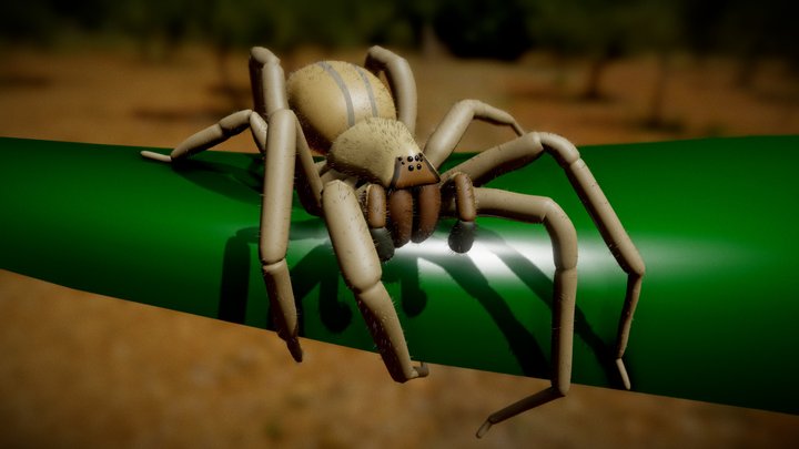 Wandering Spider 3D Model