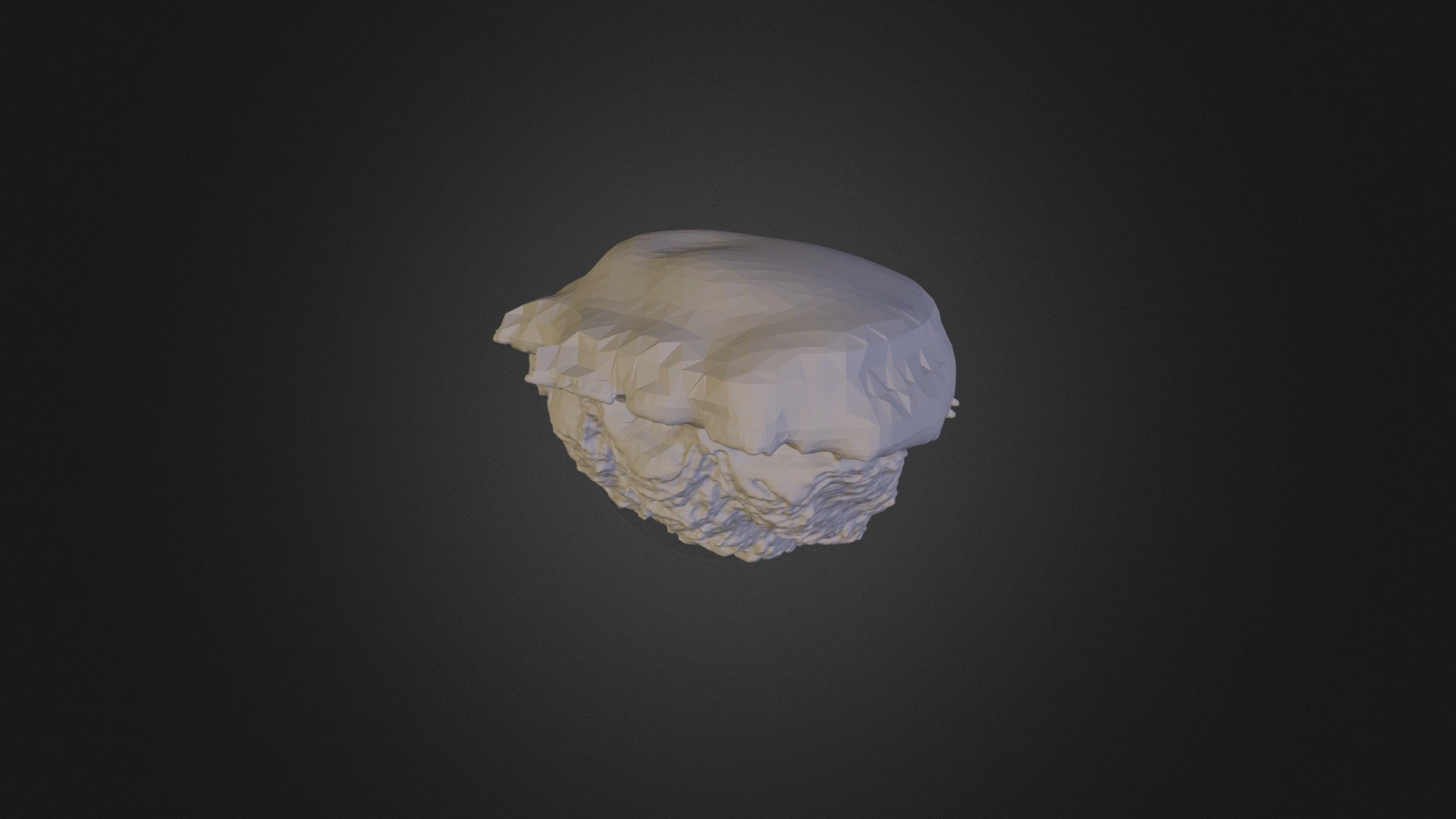Seashell Photo