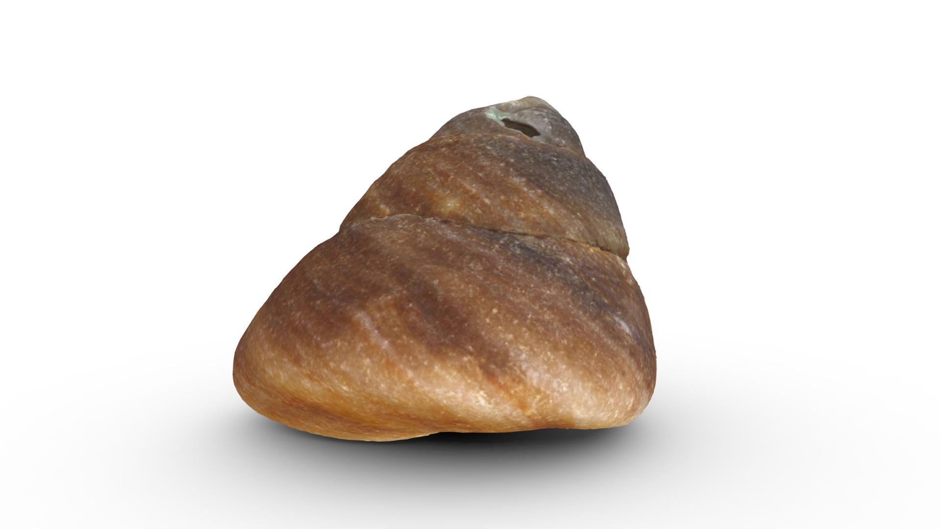 3D model Seashell - This is a 3D model of the Seashell. The 3D model is about a brown and black vegetable.