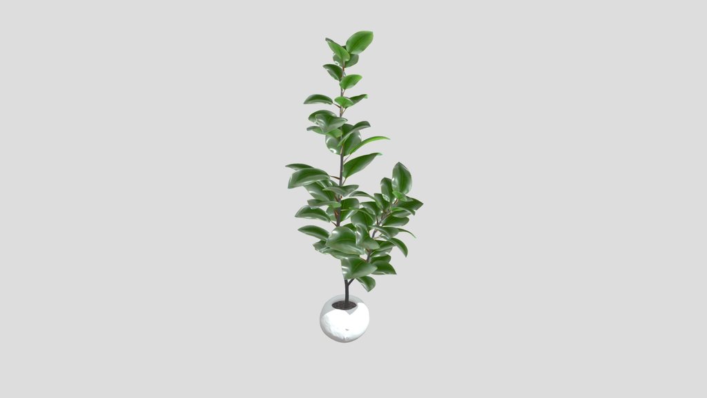 Ficus Elastica
