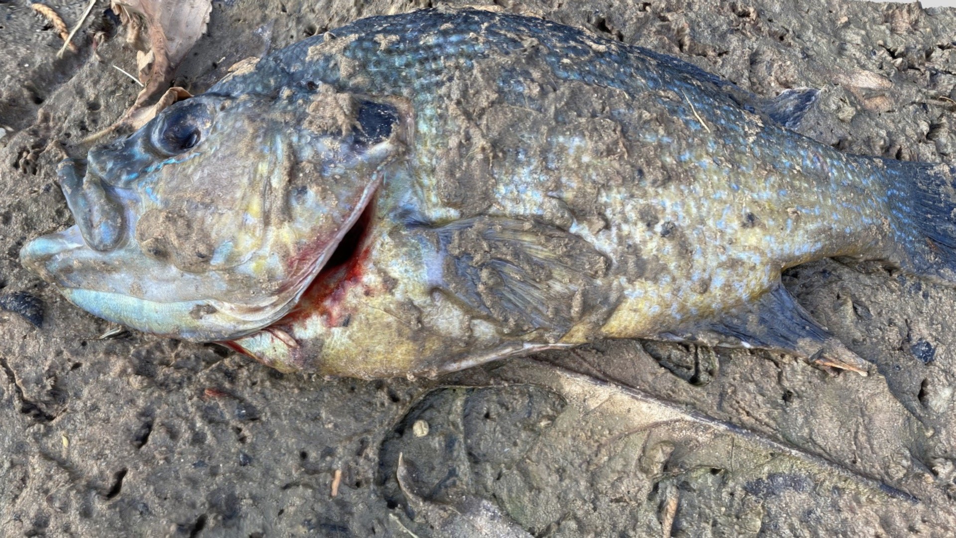 Dead Fish 1