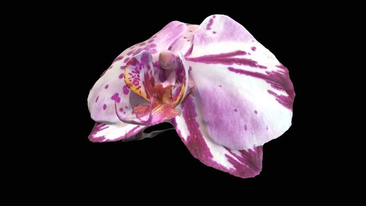 orchidée phalaenopsis tachetée 3D Model