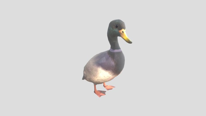 Mallard Duck - Male 3D Model