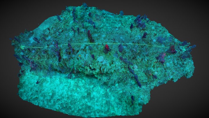 Marine animal forests & the underlying community 3D Model