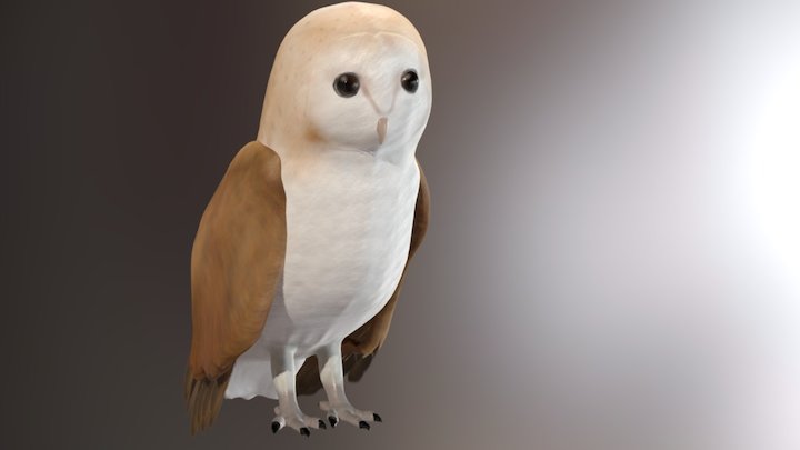 Barn Owl 3D Model