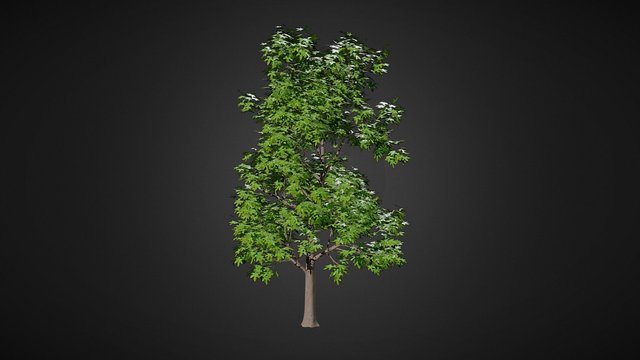 Brachychiton acerifolius (Flame Tree) 3D Model