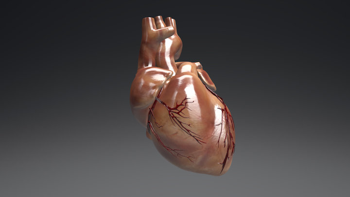 Human_Heart 3D Model