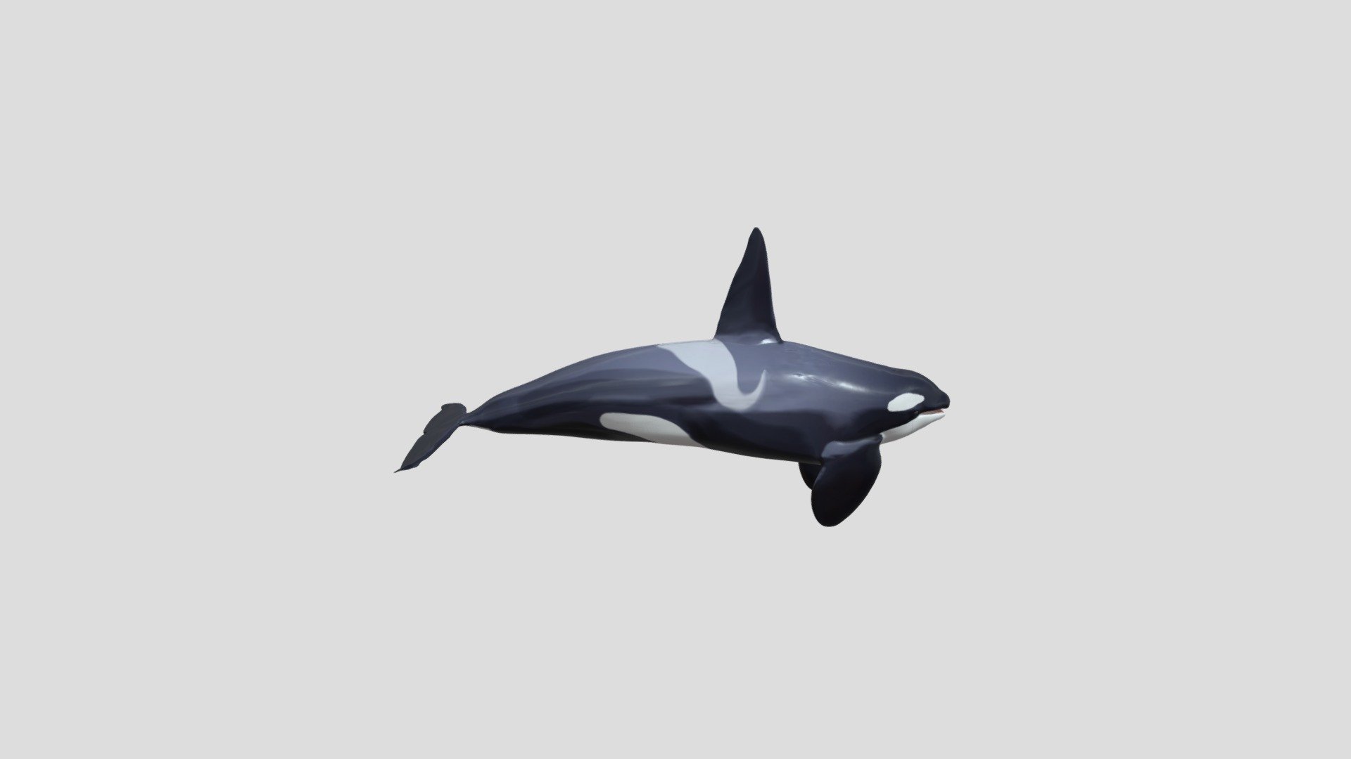 Orca - 3D model by reverieday246 [8e4d172] - Sketchfab