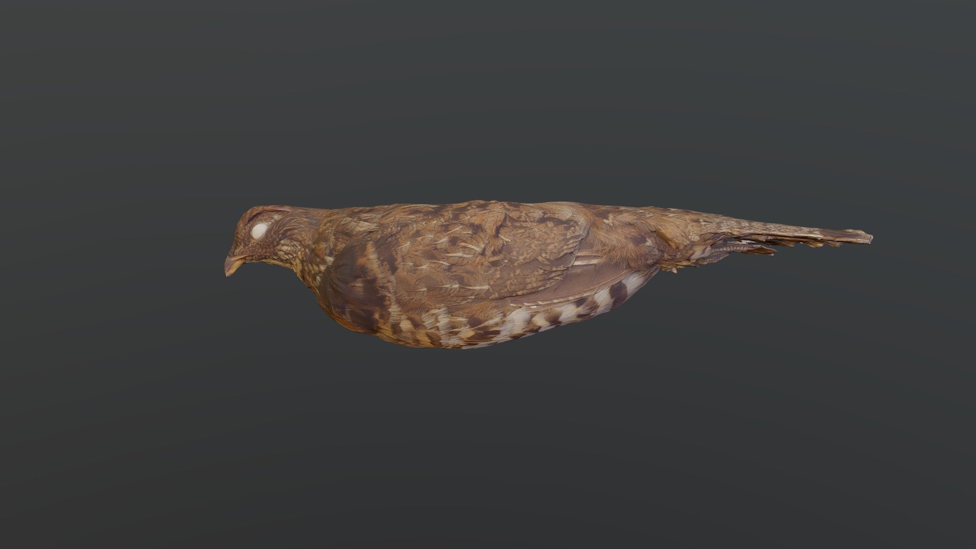 Ruffed Grouse- Bonasa umbellus