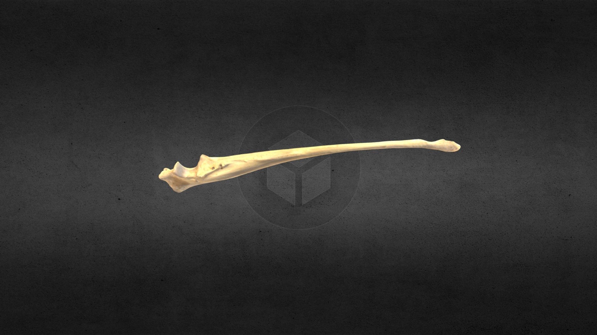 MSCC089 Canis latrans Right Ulna