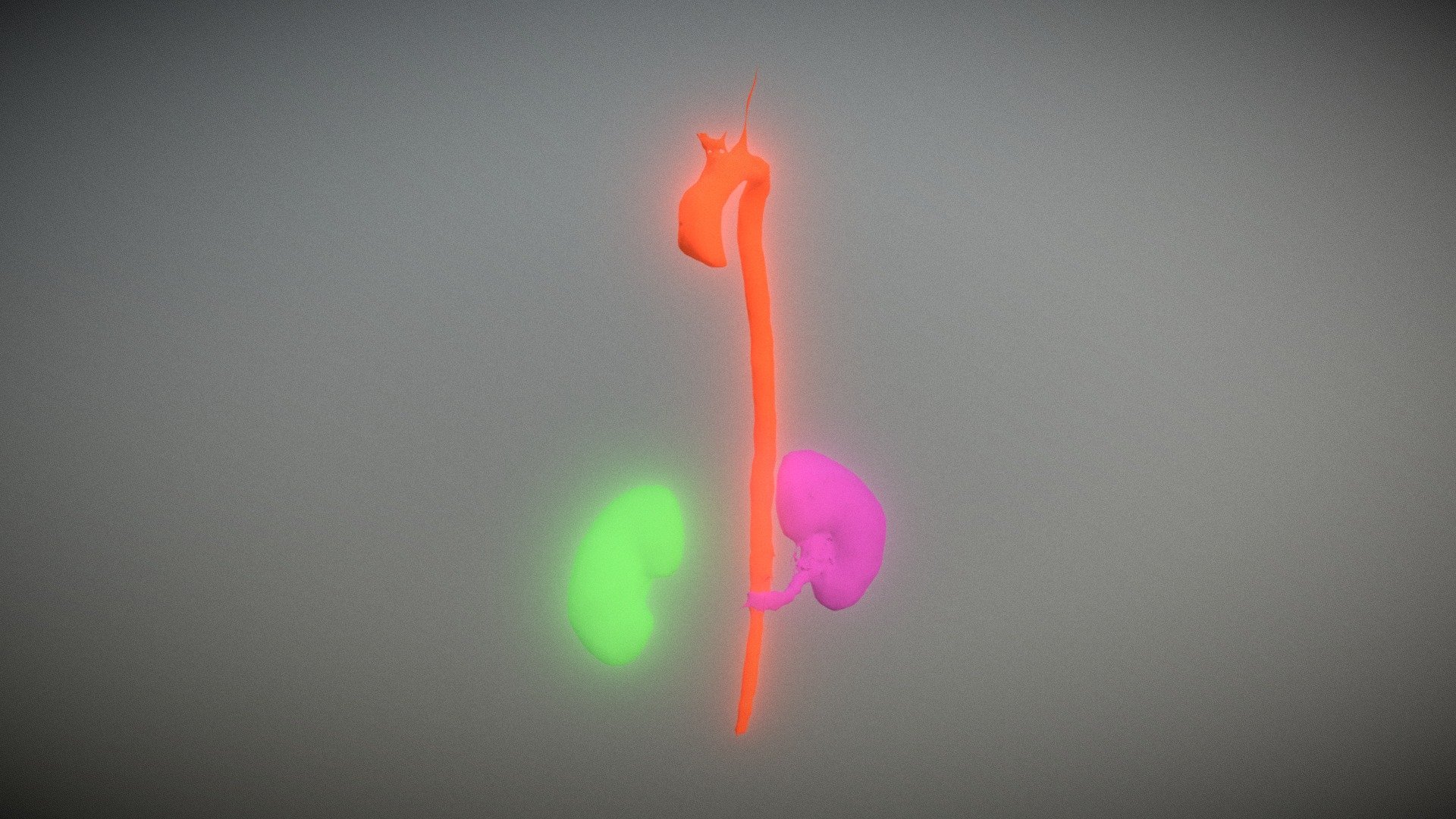 Kidneys and Aorta (Segmentation) — Sketchfab embed 3D viewer