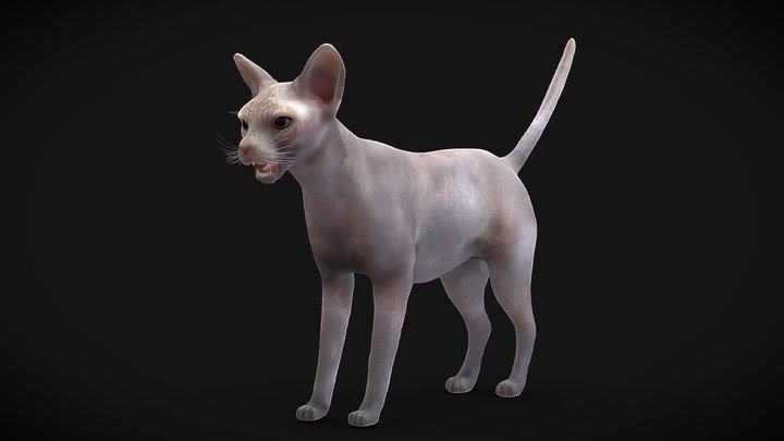 Sphynx cat - Rigged 3D Model