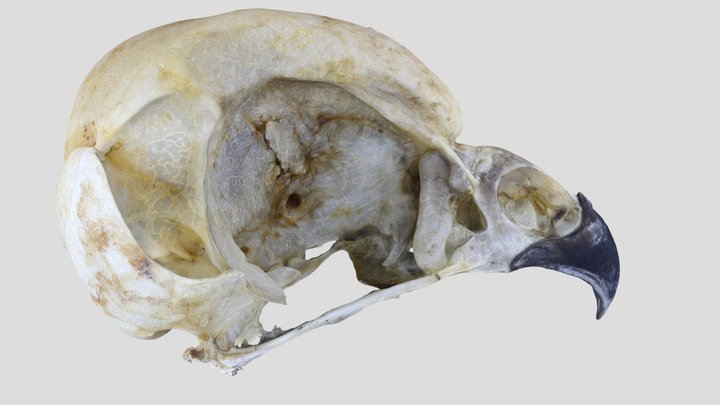 UWYMV:Bird:5911, Aegolius acadicus, Crania – Free 3D Model STL