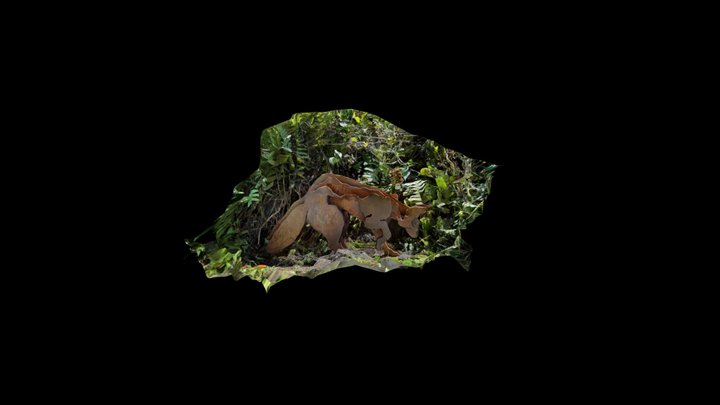 Coyote 3D Model