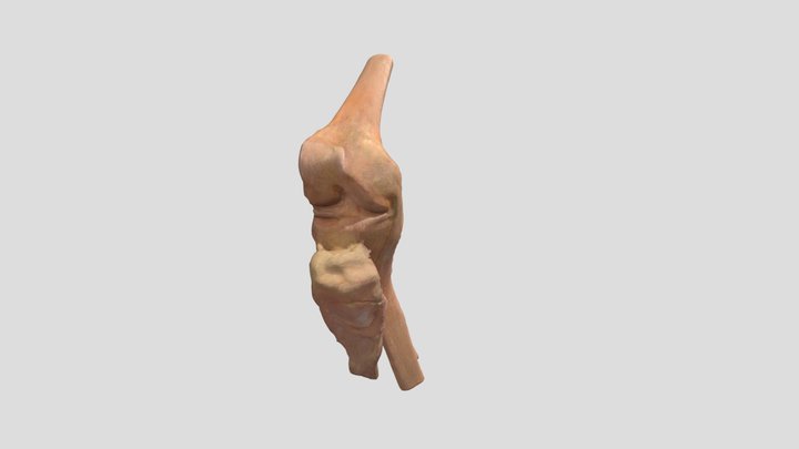 Knie Plastinat LD 3D Model