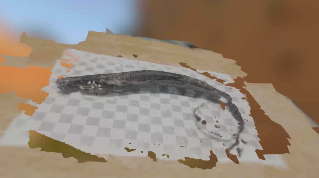 MP-fish-1