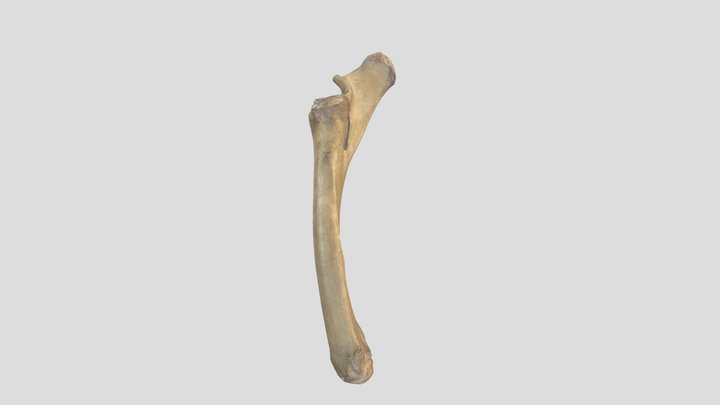 Horse Radius-ulna 3D Model