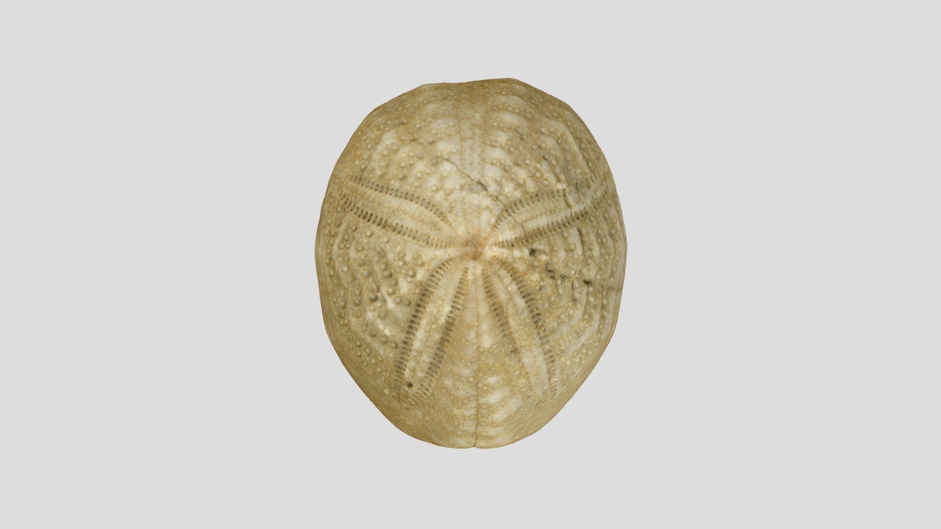 Echinolampas