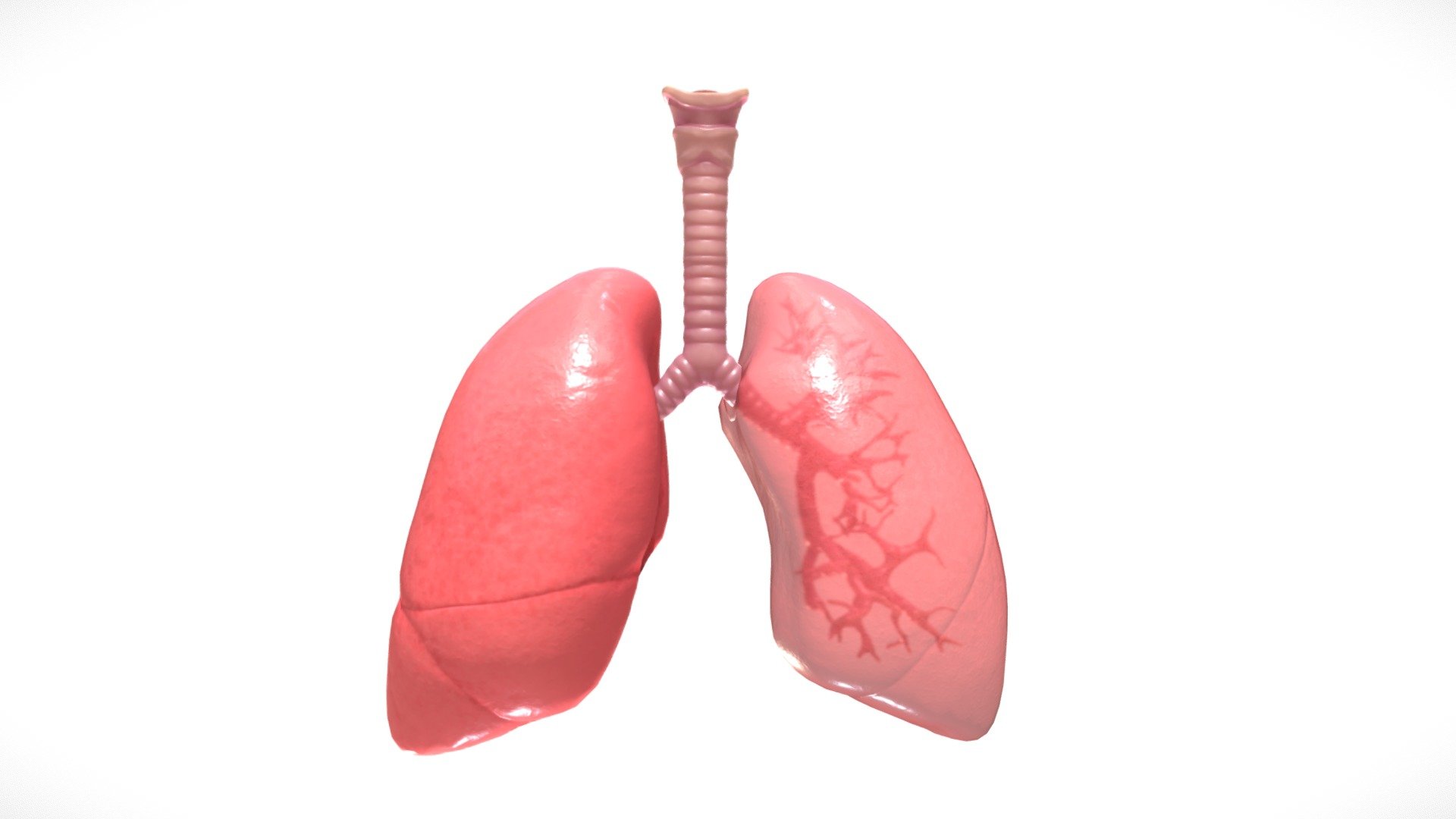 Respiratory System Lungs Bronchi - Buy Royalty Free 3D model by ...