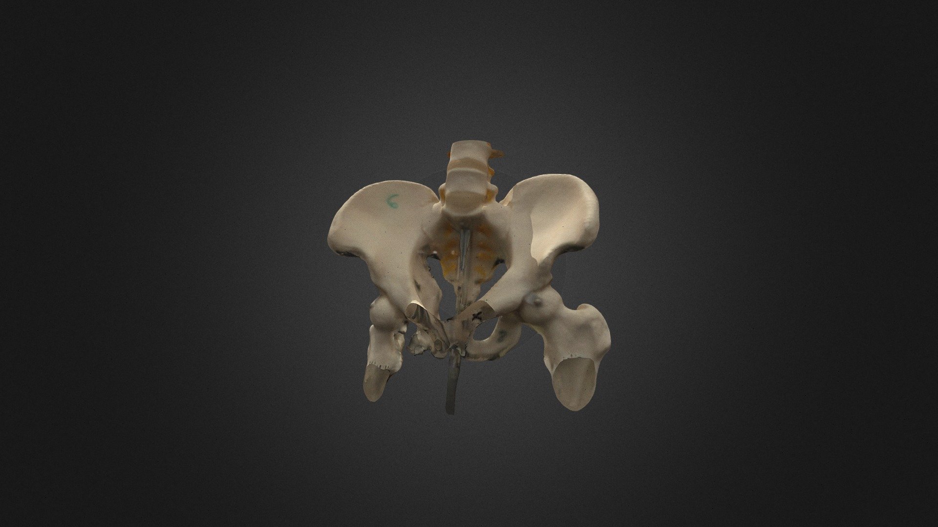 Project 206-Pelvis - 3D model by emcgibbony2040 [8e6073a] - Sketchfab