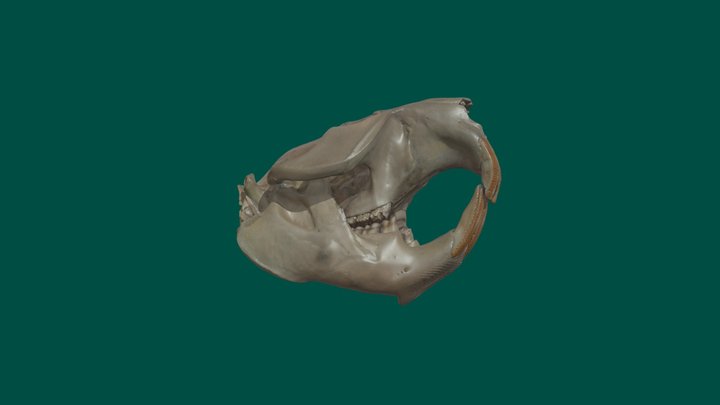 North American Beaver skull 3D Model