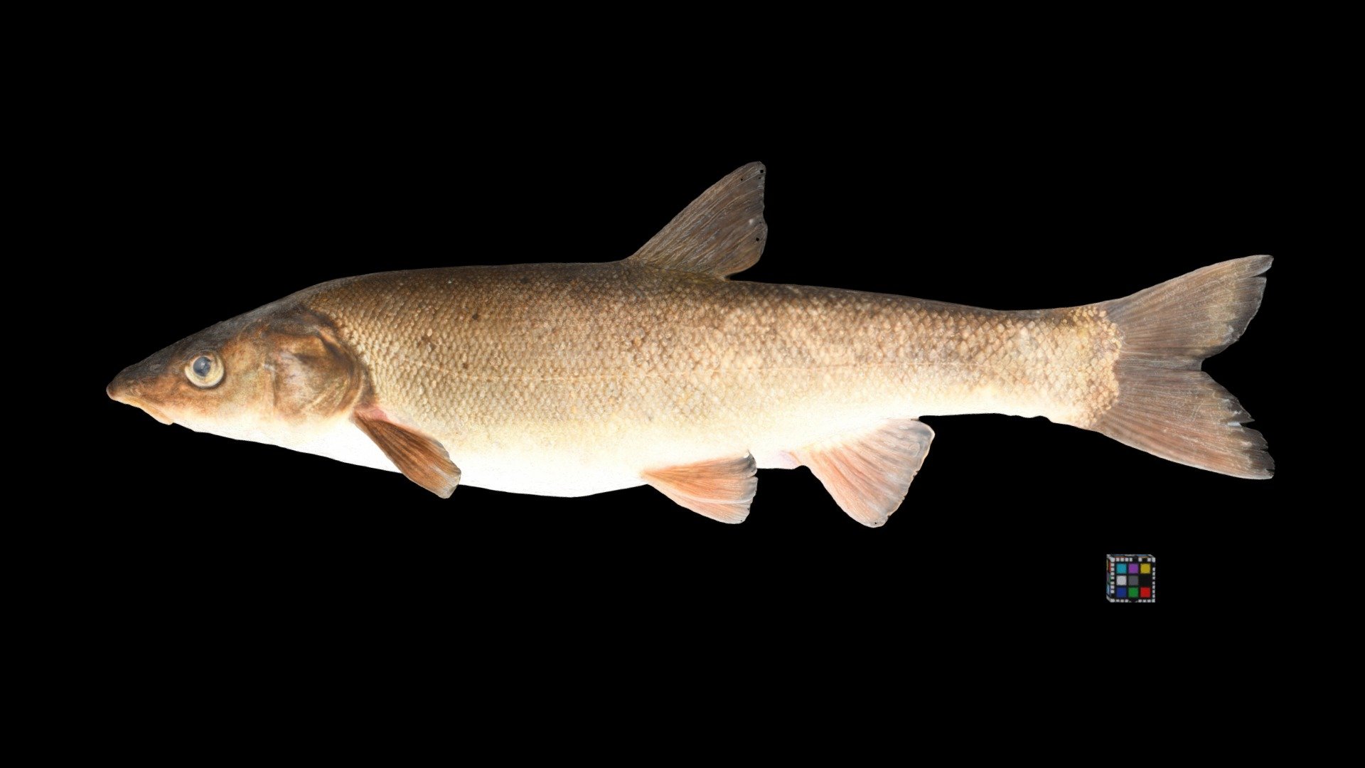 エゾウグイ ♀ Ezo Dace, Tribolodon ezoe