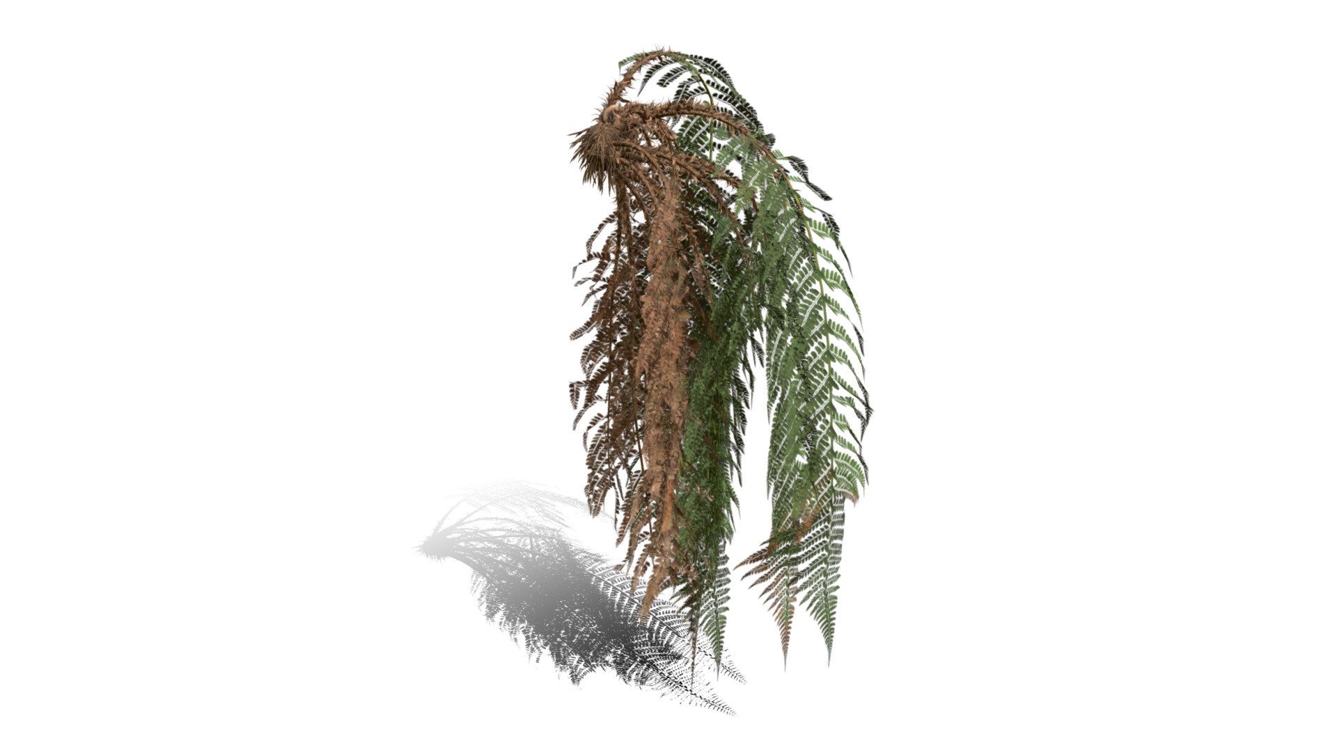 Realistic HD Male fern (47/50) - Download Free 3D model by PlantCatalog ...