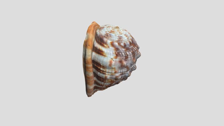 Teokarp 3D Model