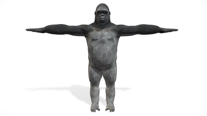 Gorilla ( Rigged & Blendshapes ) 3D Model